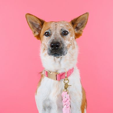 Ella Dog Collar