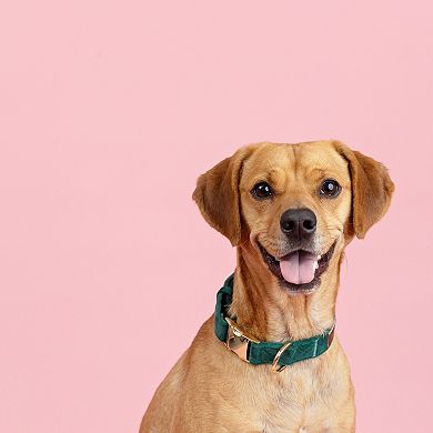 Rue Velvet Dog Collar