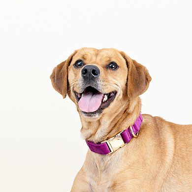 August Dog Collar