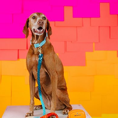 Perry Dog Collar