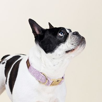 Billie Dog Collar