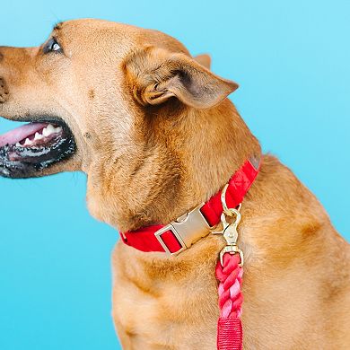 Blaze Dog Collar