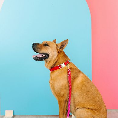Blaze Dog Collar