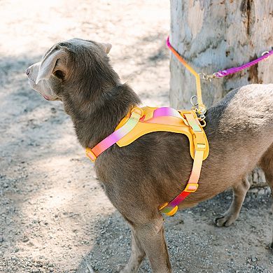 Roxy Hands-Free Rope Dog Leash 7ft