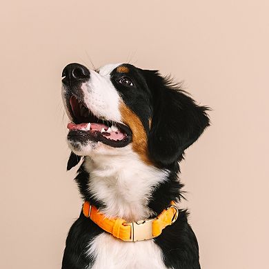 Ezra Dog Collar