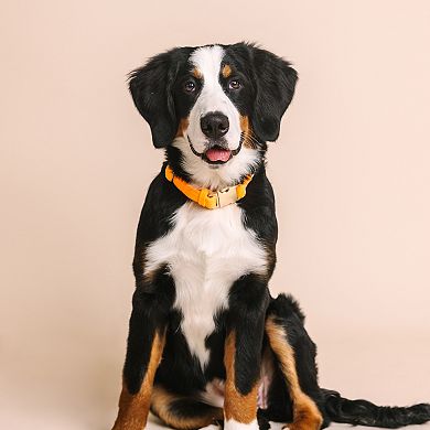 Ezra Dog Collar