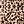 Brown Leopard