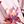 Pink Flower