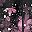 Cherry Blossoms