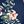 Navy Floral