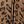 Brown Leopard