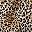 Black Leopard