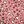 Leopard Starry