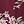 Wine Red Rose