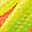 Yellow And Orange
