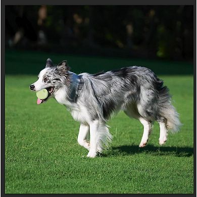 Interactive Dog Bounce Ball