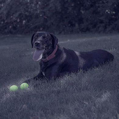 Interactive Dog Fetch Toy Balls