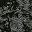 Black Gray