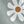 Grey White Flowers