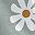 Grey White Flowers