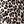 Brown Leopard
