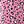 Pink Leopard