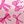 Pink Bows