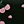 Pink Cherry