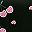 Pink Cherry
