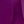 Purple Tulip