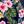 Pink Floral