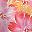 Pink Red Floral Print