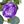 Rose Pink Purple