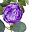 Rose Pink Purple