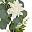 Champagne White Flower