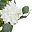 White Flower