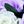 Purple White