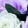 Purple White
