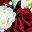 Dark Red Champagne
