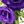 Black Purple
