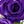 Pink Purple