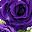 Pink Purple