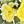 Yellow Purple