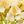 Dark Purple Yellow