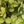 Dark Blue Dark Green