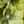 Yellow Dark Green