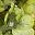 Yellow Dark Green