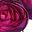 Dark Green Purple