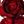Dark Red Purple
