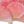 Lotus Pink Rose Beige